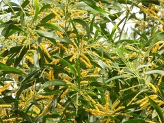 Acacia auriculiformis