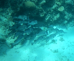 Plectorhinchus gibbosus