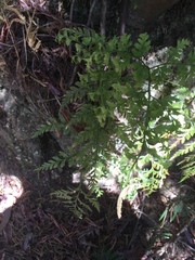 Asplenium onopteris