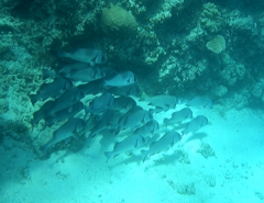 Plectorhinchus gibbosus