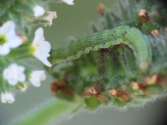 Heliothinae