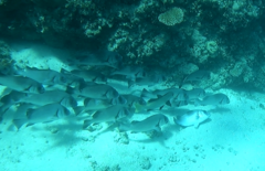 Plectorhinchus gibbosus