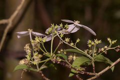 Hydrangea chinensis