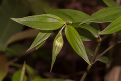 Disporum kawakamii