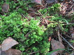 Trichocolea tomentella