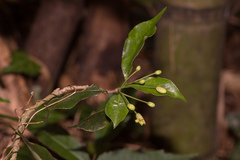 Pittosporum illicioides