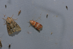 Acrobasis repandana