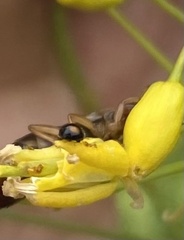 Serangium maculigerum