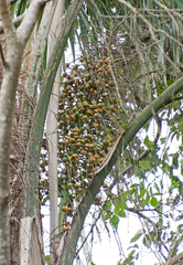 Arecaceae