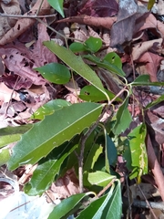 Brexiella