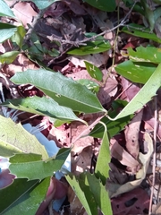 Brexiella