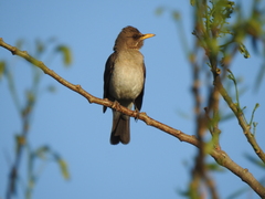 Turdus amaurochalinus