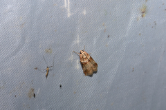 Acrobasis tumidana
