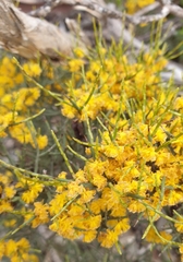 Acacia spinescens