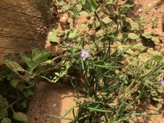 Spergularia rubra