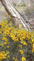 Acacia spinescens