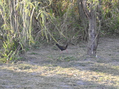 Pardirallus sanguinolentus