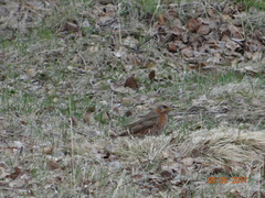 Turdus naumanni