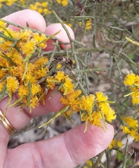 Acacia spinescens