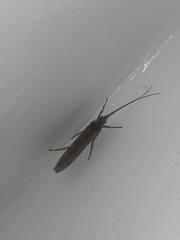 Limnephilus auricula