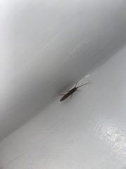 Limnephilus auricula