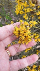 Acacia spinescens