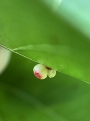 Zopheroteras sphaerula