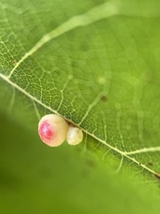 Zopheroteras sphaerula