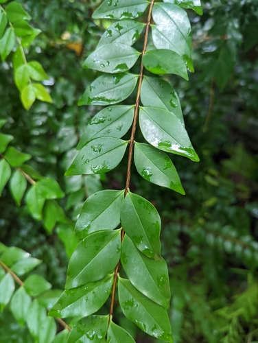 Image of Memecylon pauciflorum by (c) Caleb Catto, some rights reserved (CC BY)