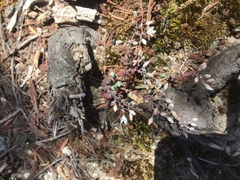 Sedum