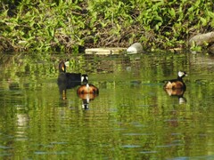 Fulica rufifrons