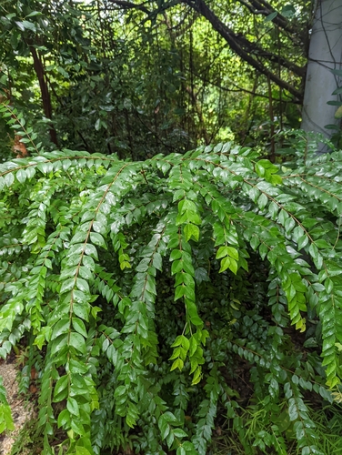 Image of Poor-Flower Tree (Memecylon pauciflorum) by (c) Caleb Catto, some rights reserved (CC BY)