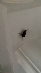 Pentatoma rufipes