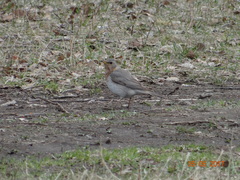 Turdus ruficollis