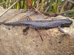 Triturus cristatus