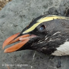 Eudyptes pachyrhynchus