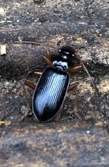 Carabidae