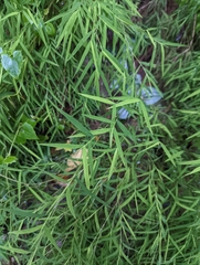 Pogonatherum crinitum