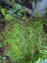 Pogonatherum crinitum