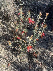 Stenanthera conostephioides