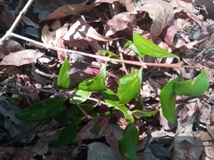 Coffea boiviniana