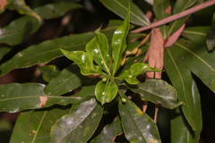 Pittosporum illicioides