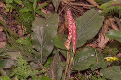 Alpinia japonica