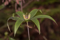 Paris polyphylla
