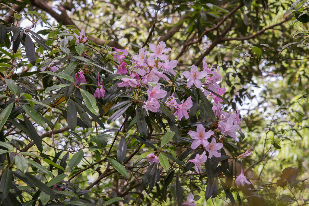Rhododendron latoucheae