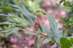 Alpinia shimadae