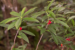 Daphne kiusiana