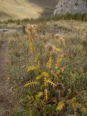 Cirsium obvallatum