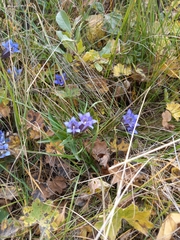 Gentiana septemfida