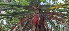 Pandanus spiralis
